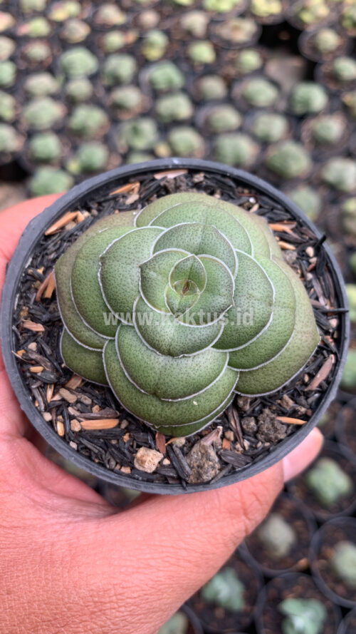Crassula Hemisphaerica, real gallery image #9 plants. Picture taken directly from kaktus.id community Crassula farmer green houses.