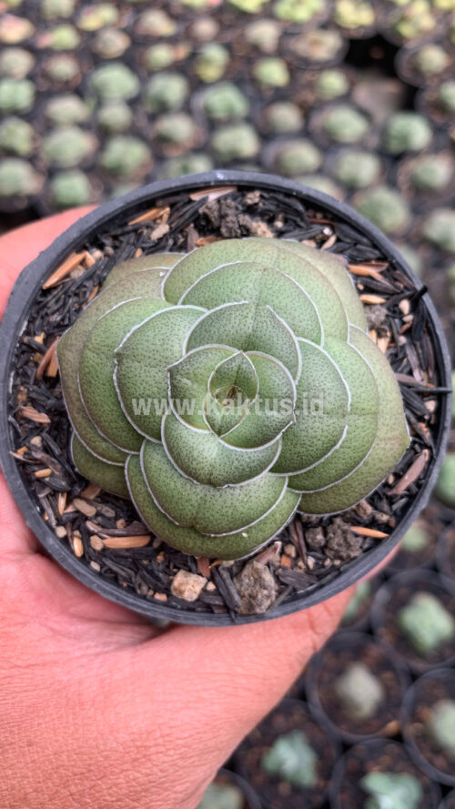 Crassula Hemisphaerica, real gallery image #1 plants. Picture taken directly from kaktus.id community Crassula farmer green houses.