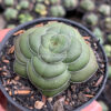 Crassula Hemisphaerica, real gallery image #10 plants. Picture taken directly from kaktus.id community Crassula farmer green houses.
