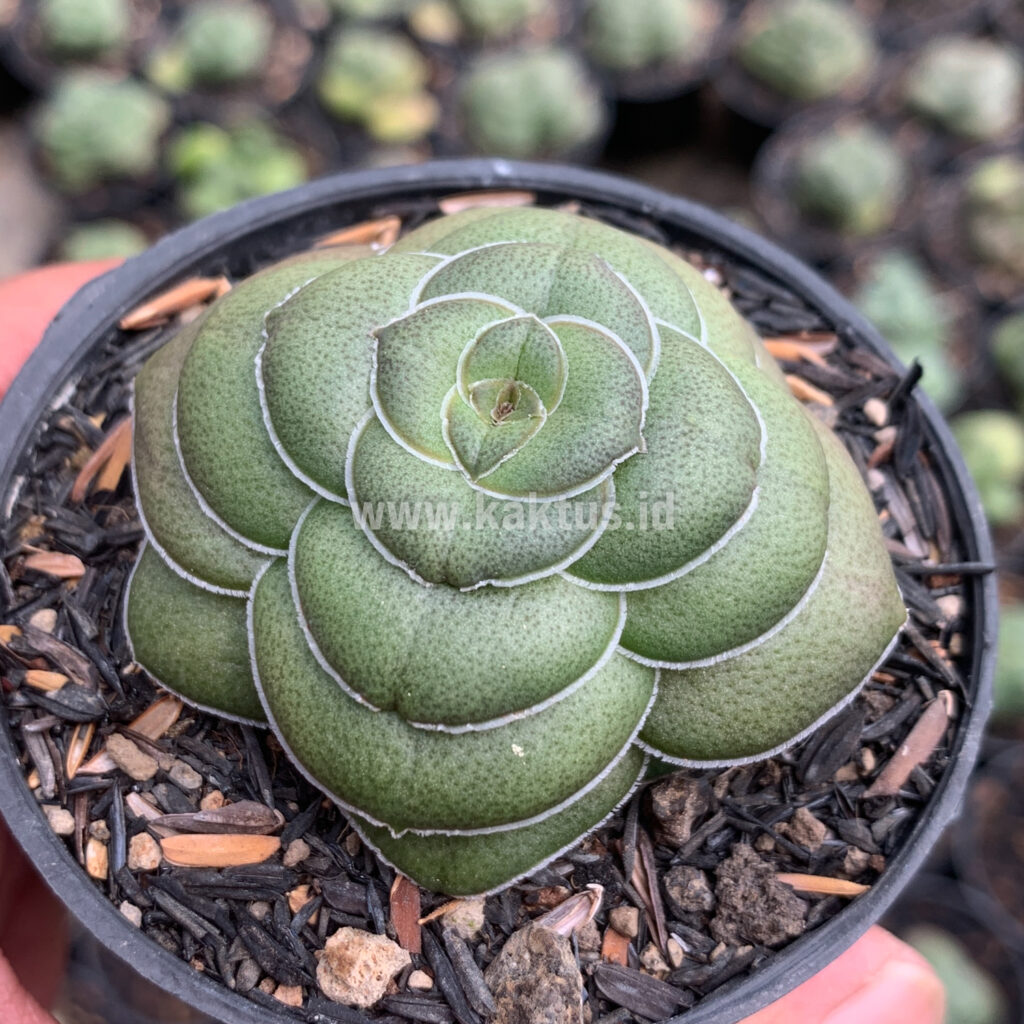 kaktus.id