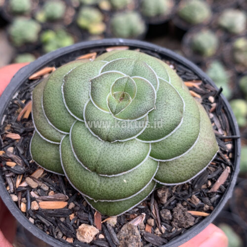 795. Crassula Hemisphaerica ( Appendix II – Special Permit Needed* )