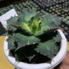 Agave Solar Eclipse Size 12 Cm, real gallery image #2 plants. Picture taken directly from kaktus.id community Agave farmer green houses.