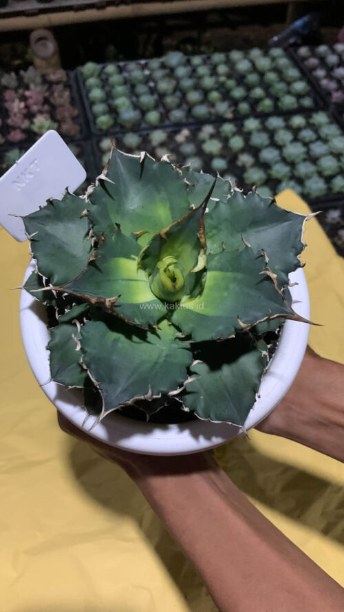 Agave Solar Eclipse Size 12 Cm, real gallery image #10 plants. Picture taken directly from kaktus.id community Agave farmer green houses.