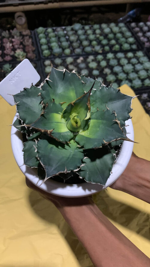 Agave Solar Eclipse Size 12 Cm, real gallery image #9 plants. Picture taken directly from kaktus.id community Agave farmer green houses.
