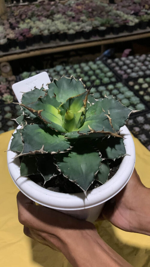 Agave Solar Eclipse Size 12 Cm, real gallery image #8 plants. Picture taken directly from kaktus.id community Agave farmer green houses.