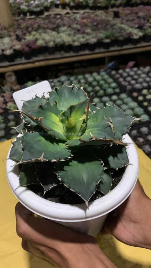 Agave Solar Eclipse Size 12 Cm, real gallery image #7 plants. Picture taken directly from kaktus.id community Agave farmer green houses.