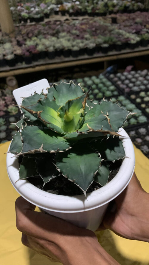 Agave Solar Eclipse Size 12 Cm, real gallery image #6 plants. Picture taken directly from kaktus.id community Agave farmer green houses.