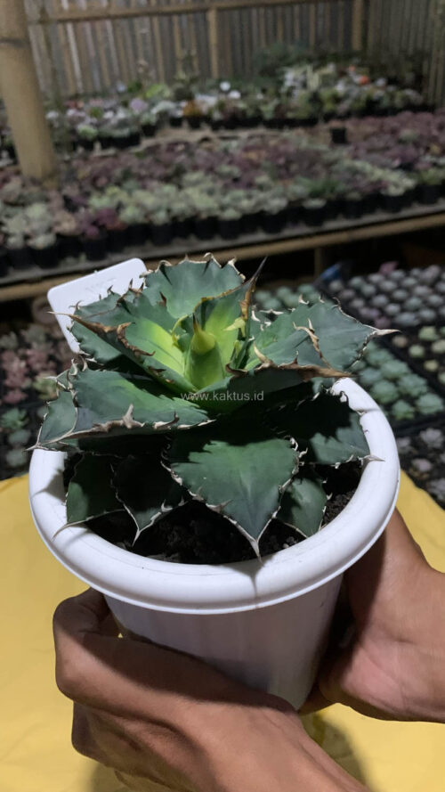 Agave Solar Eclipse Size 12 Cm, real gallery image #5 plants. Picture taken directly from kaktus.id community Agave farmer green houses.