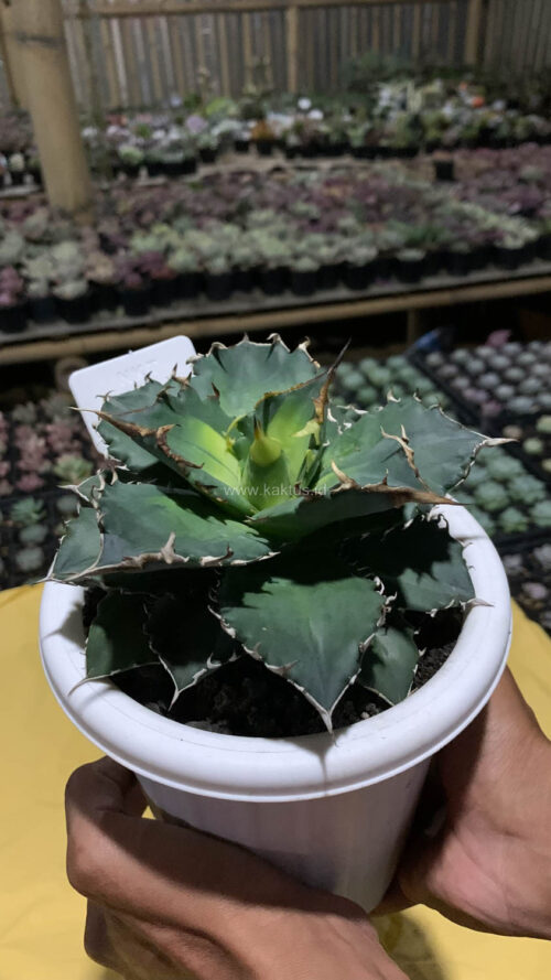 Agave Solar Eclipse Size 12 Cm, real gallery image #4 plants. Picture taken directly from kaktus.id community Agave farmer green houses.