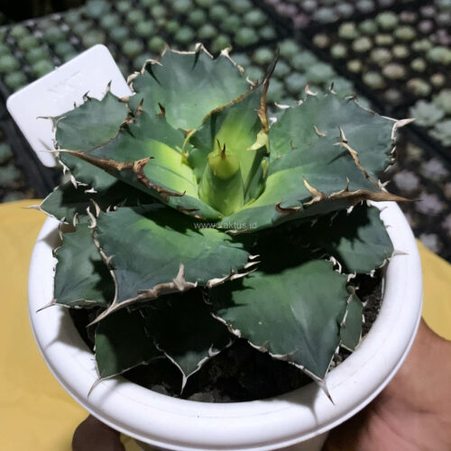Agave Solar Eclipse Size 12 Cm, real gallery image #3 plants. Picture taken directly from kaktus.id community Agave farmer green houses.