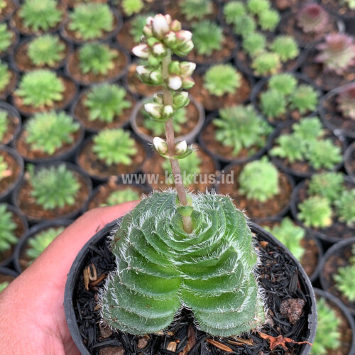 Crassula Barbata, real gallery image #9 plants. Picture taken directly from kaktus.id community Crassula farmer green houses.