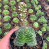 Crassula Barbata, real feature image plant. Picture taken directly from kaktus.id community Crassula farmer green houses.