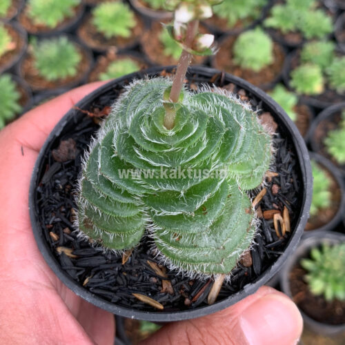 Crassula Barbata, real gallery image #7 plants. Picture taken directly from kaktus.id community Crassula farmer green houses.