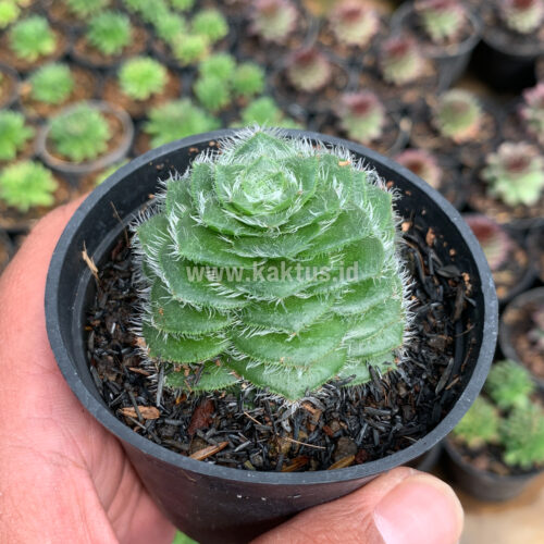 Crassula Barbata, real gallery image #4 plants. Picture taken directly from kaktus.id community Crassula farmer green houses.