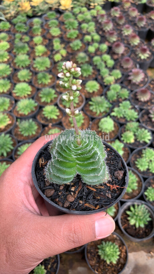 Crassula Barbata, real gallery image #10 plants. Picture taken directly from kaktus.id community Crassula farmer green houses.