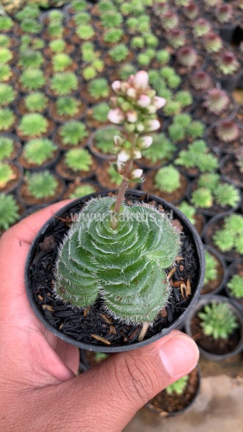 Crassula Barbata, real gallery image #8 plants. Picture taken directly from kaktus.id community Crassula farmer green houses.