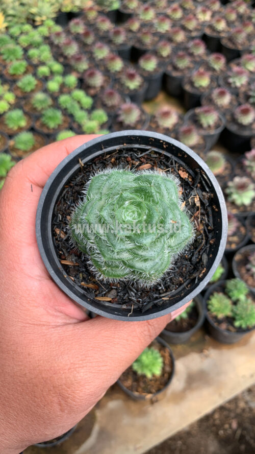 Crassula Barbata, real gallery image #6 plants. Picture taken directly from kaktus.id community Crassula farmer green houses.