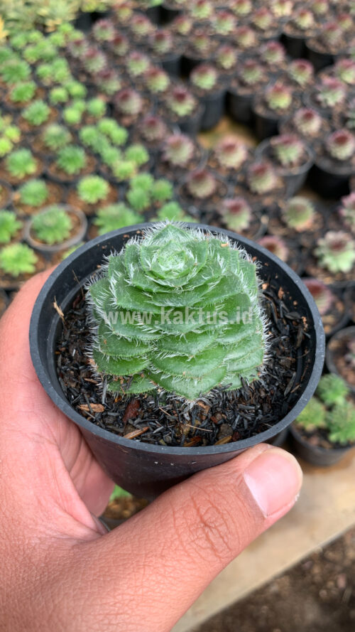 Crassula Barbata, real gallery image #5 plants. Picture taken directly from kaktus.id community Crassula farmer green houses.