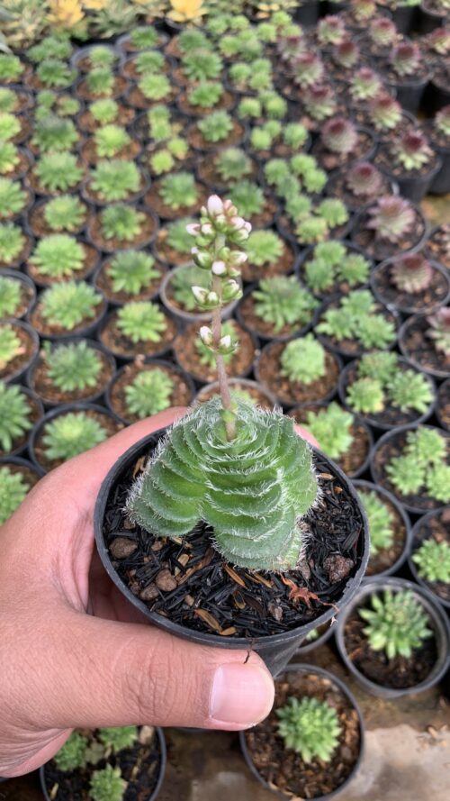 Crassula Barbata, real gallery image #11 plants. Picture taken directly from kaktus.id community Crassula farmer green houses.