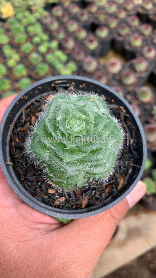 Crassula Barbata, real gallery image #3 plants. Picture taken directly from kaktus.id community Crassula farmer green houses.