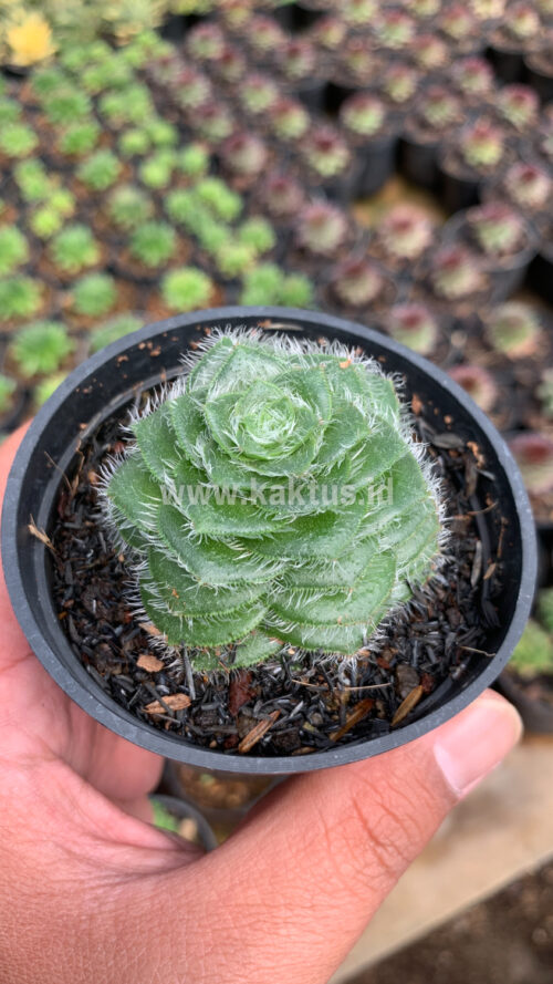 Crassula Barbata, real gallery image #2 plants. Picture taken directly from kaktus.id community Crassula farmer green houses.