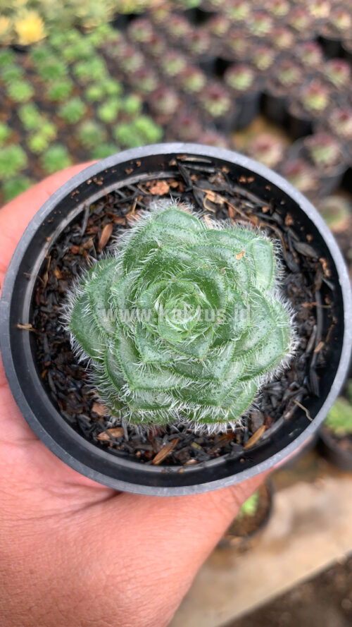 Crassula Barbata, real gallery image #1 plants. Picture taken directly from kaktus.id community Crassula farmer green houses.