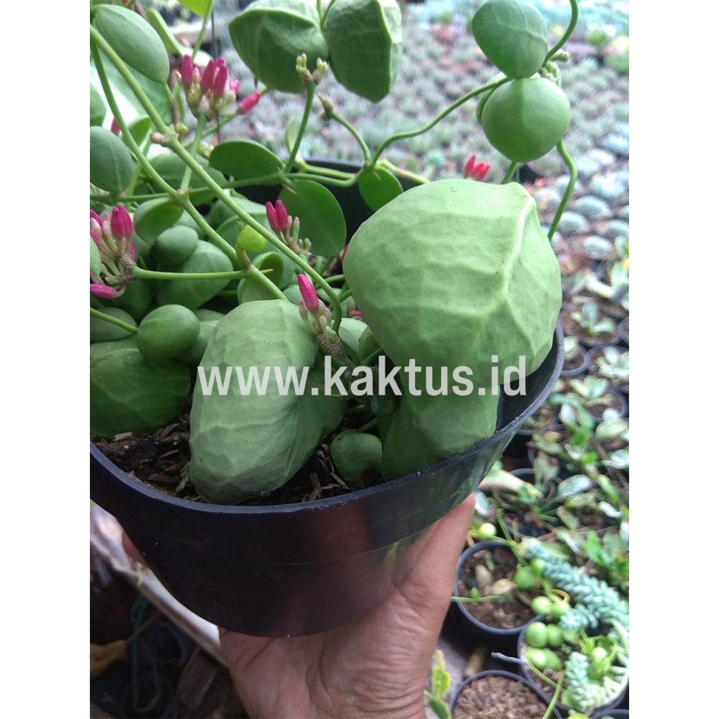 kaktus.id
