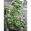 Dischidia Vidalii Hybrid XL, real feature image plant. Picture taken directly from kaktus.id community Dischidia farmer green houses.