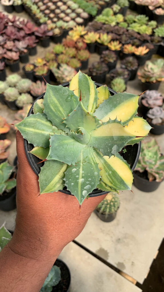 kaktus.id