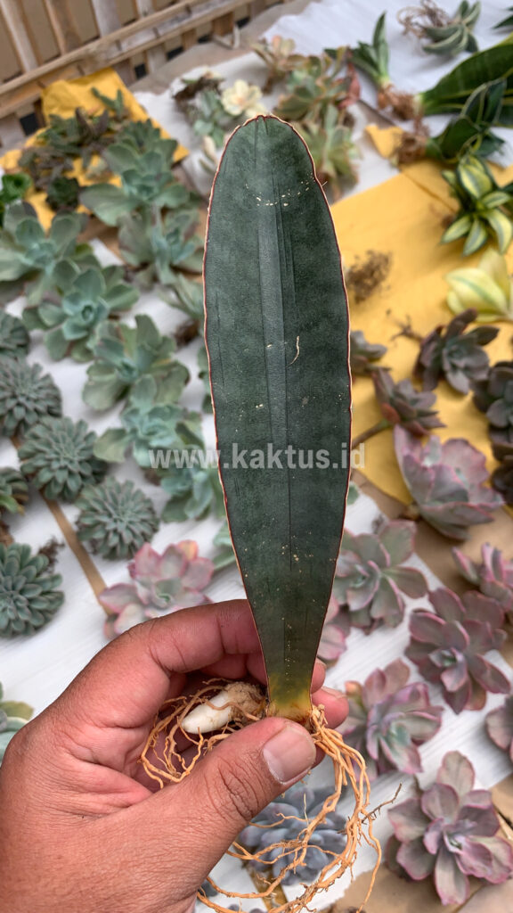kaktus.id