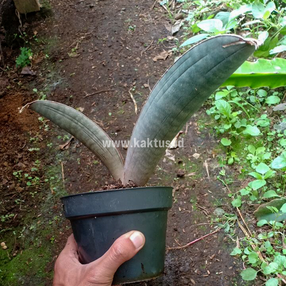 kaktus.id