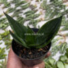 Sansevieria Loops Pride, real gallery image #3 plants. Picture taken directly from kaktus.id community Sansevieria farmer green houses.