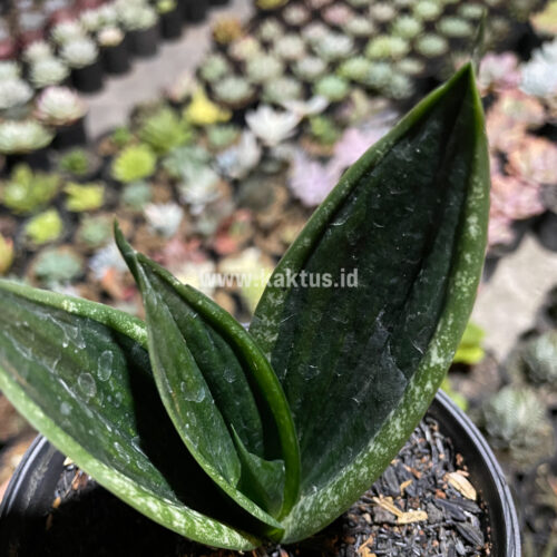 Sansevieria Loops Pride, real gallery image #2 plants. Picture taken directly from kaktus.id community Sansevieria farmer green houses.