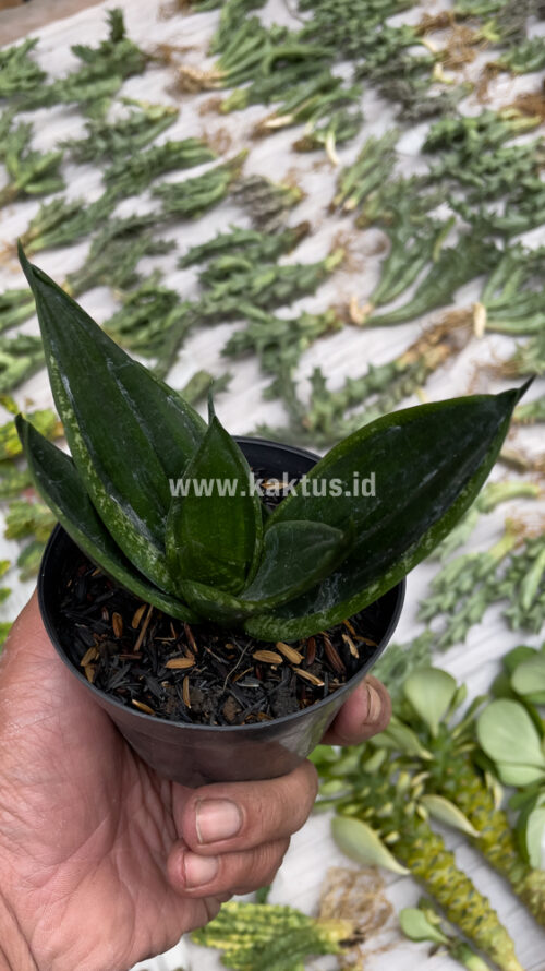 Sansevieria Loops Pride, real gallery image #5 plants. Picture taken directly from kaktus.id community Sansevieria farmer green houses.
