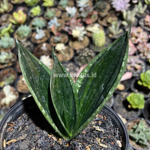 Sansevieria Loops Pride, real gallery image #4 plants. Picture taken directly from kaktus.id community Sansevieria farmer green houses.