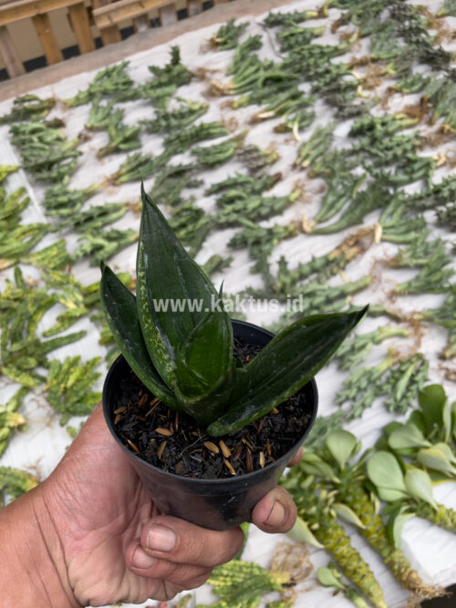 Sansevieria Loops Pride, real gallery image #11 plants. Picture taken directly from kaktus.id community Sansevieria farmer green houses.