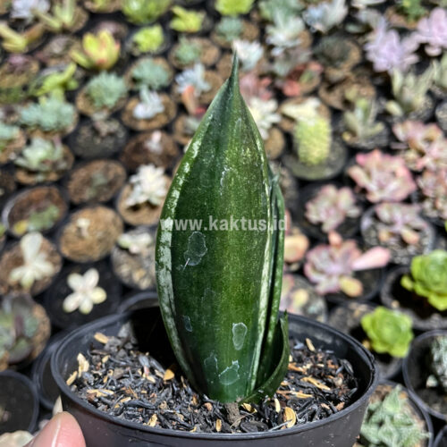 Sansevieria Loops Pride, real gallery image #6 plants. Picture taken directly from kaktus.id community Sansevieria farmer green houses.