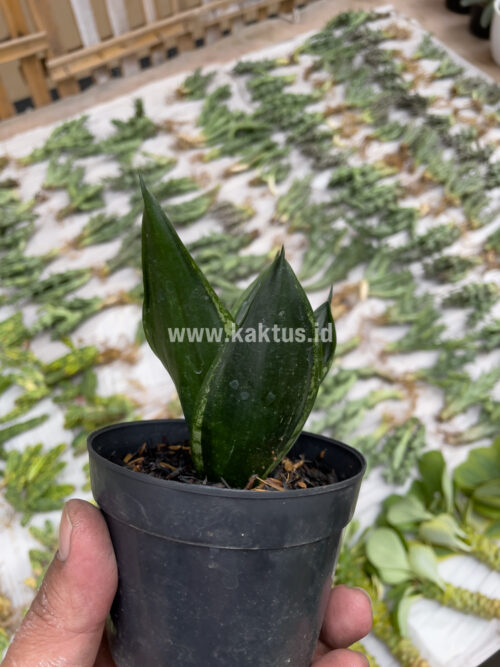 Sansevieria Loops Pride, real gallery image #1 plants. Picture taken directly from kaktus.id community Sansevieria farmer green houses.