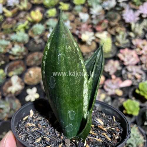 Sansevieria Loops Pride, real gallery image #8 plants. Picture taken directly from kaktus.id community Sansevieria farmer green houses.