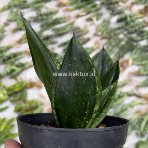 Sansevieria Loops Pride, real gallery image #7 plants. Picture taken directly from kaktus.id community Sansevieria farmer green houses.