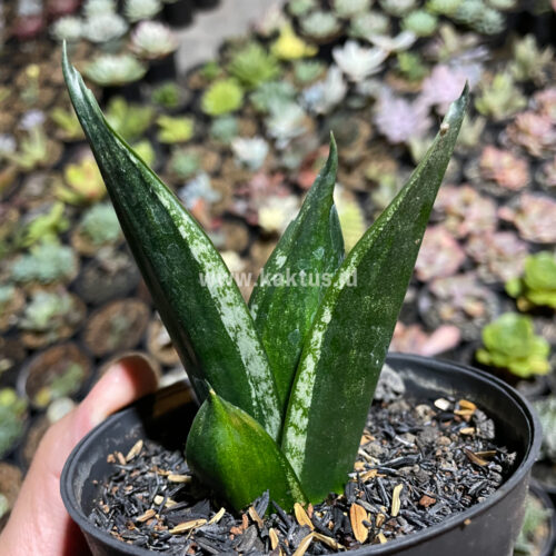 Sansevieria Loops Pride, real gallery image #9 plants. Picture taken directly from kaktus.id community Sansevieria farmer green houses.