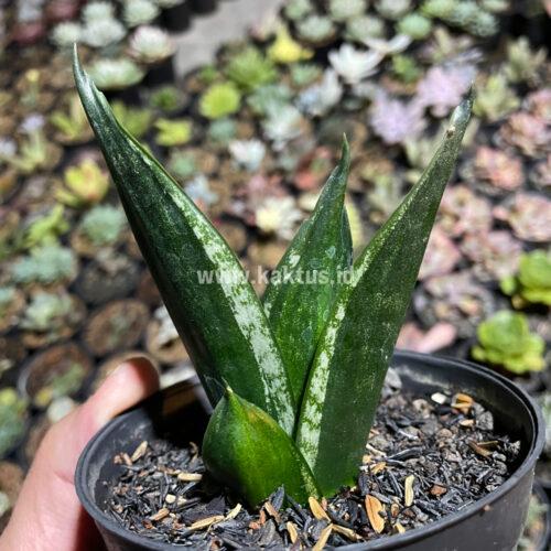 Sansevieria Loops Pride, real gallery image #10 plants. Picture taken directly from kaktus.id community Sansevieria farmer green houses.