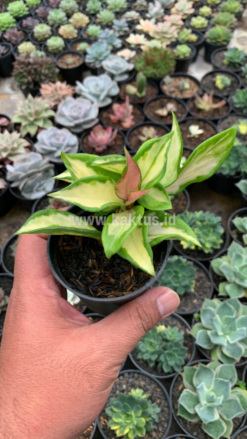 Hoya Carnosa Rubra 'Krimson Princess', real gallery image #6 plants. Picture taken directly from kaktus.id community Hoya farmer green houses.