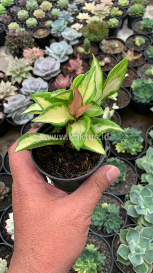 Hoya Carnosa Rubra 'Krimson Princess', real gallery image #5 plants. Picture taken directly from kaktus.id community Hoya farmer green houses.