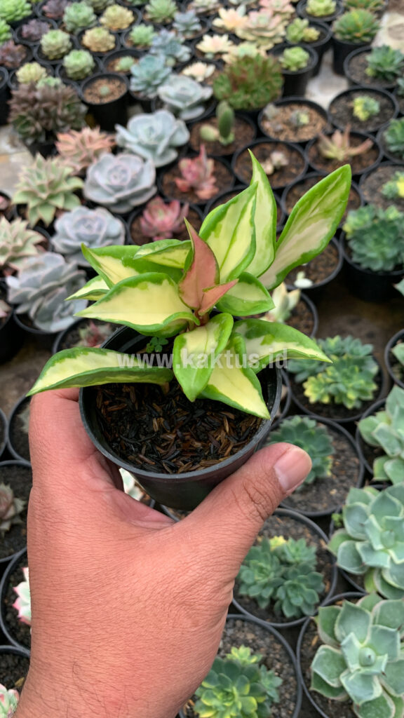 kaktus.id