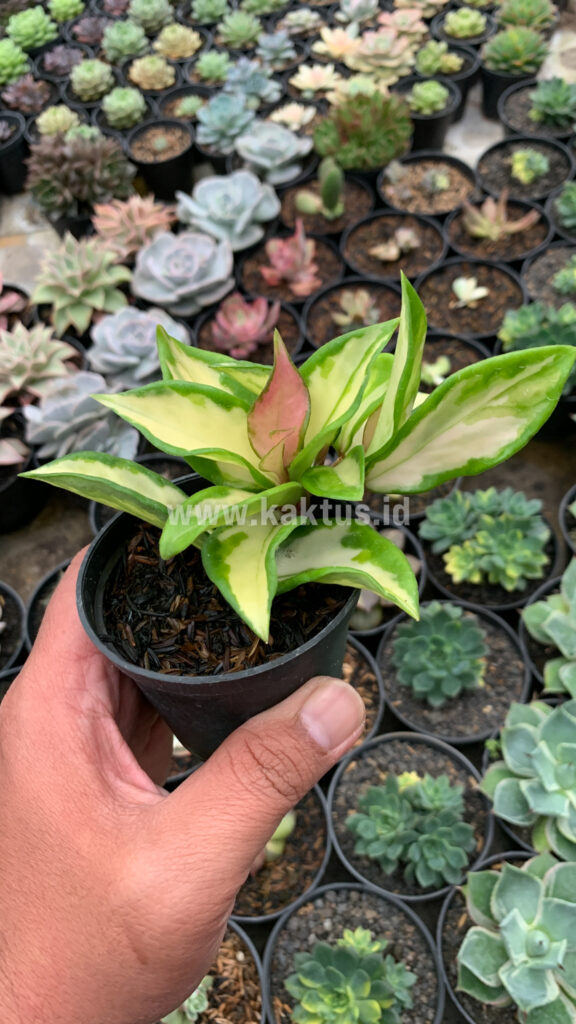 kaktus.id
