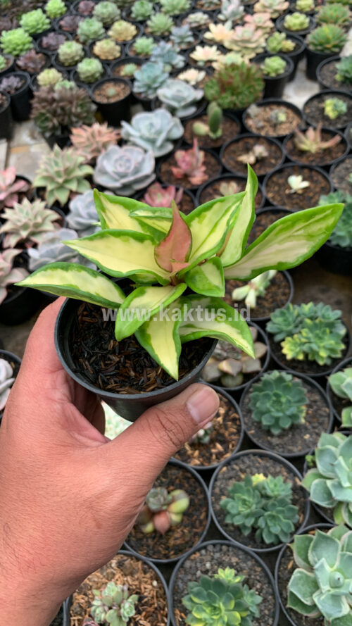Hoya Carnosa Rubra 'Krimson Princess', real gallery image #2 plants. Picture taken directly from kaktus.id community Hoya farmer green houses.