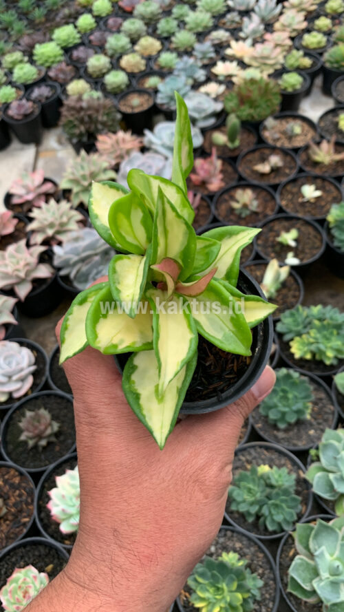 Hoya Carnosa Rubra 'Krimson Princess', real gallery image #1 plants. Picture taken directly from kaktus.id community Hoya farmer green houses.