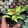 Hoya Carnosa Rubra 'Krimson Princess', real feature image plant. Picture taken directly from kaktus.id community Hoya farmer green houses.