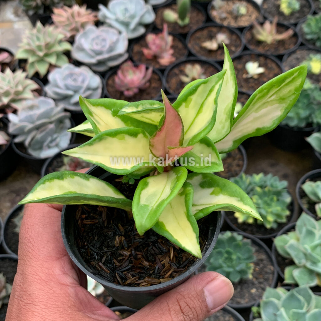 kaktus.id